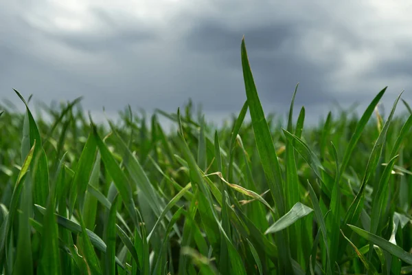 Gras Und Bewölkter Himmel Sommertagen — Stockfoto