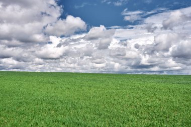 Yeşil çayır ve mavi gökyüzü gün batımında bulutlarla.