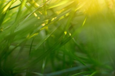 Yaz güneşinde yeşil çayır kapanıyor.