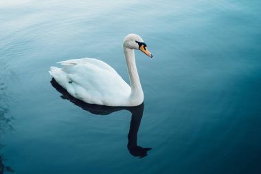 Güzel beyaz kuğu su yansıması ile
