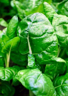 Taze yeşil swiss chard