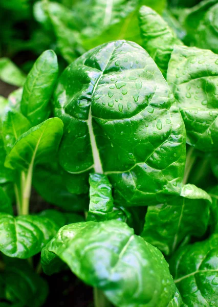 Taze yeşil swiss chard