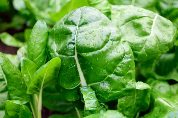 Taze yeşil swiss chard