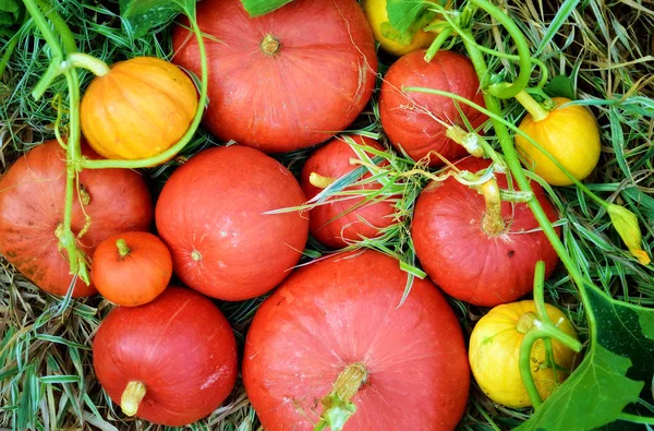 Fresh hokkaido pumpkins — Stock Photo, Image