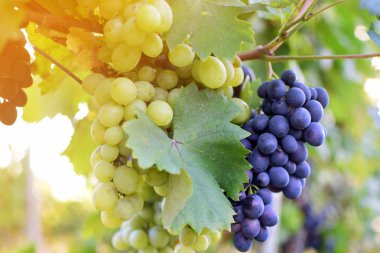 Üzüm bağında üzümler