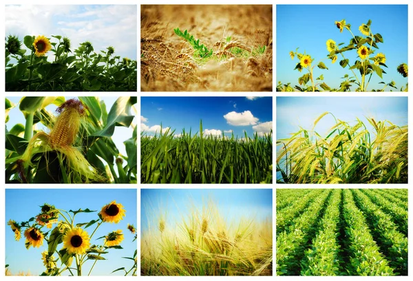 Agriculture field collage Stock Photo