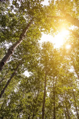 Mangrov orman ve güneş ışığı yanar