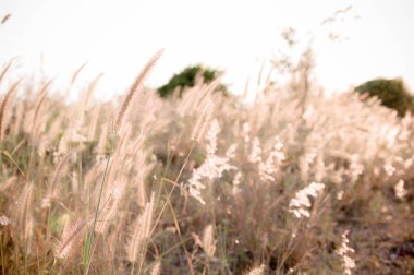 Sıcak çayırlara yaz aylarında çim.