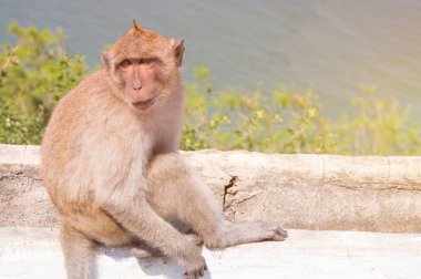 Maymun sit taş ve arka ağaç görülmektedir.