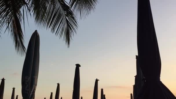 Umbrellas Leaves Coconut Trees Sway Sunset — Stock Video