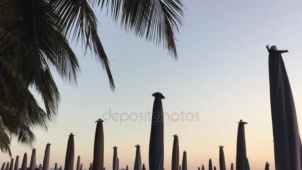 Sonnenschirme Und Blätter Der Kokospalmen Wiegen Sich Sonnenuntergang — Stockvideo