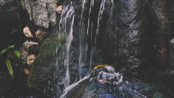 Woda Płynie Dół Skały Wypełnione Moss Tropikalnej Dżungli Wodospad Las — Wideo stockowe