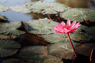 Güzel narin pembe lotus çiçek ve yeşil yaprakları onun içinde su birikintisi kopya alanı ile dekorasyon için. Arka plan siyah suda ıslatın ve pembe lotus bırakır.