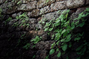 Antika ile antik tuğla duvar duvarları boyunca fidan ağaçları var. Eski duvar darmadağın ve kirli izlerle doludur..