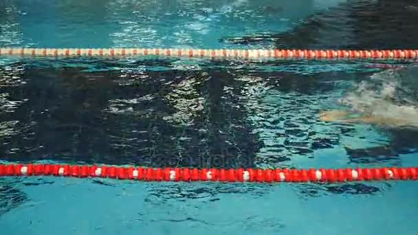 Sportif adam eğitim yüzme havuzunda — Stok video
