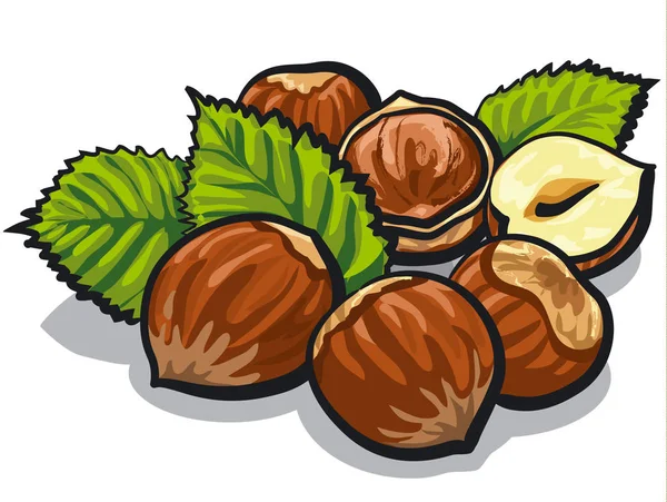 Hazelnuts with leaves — Stock Vector