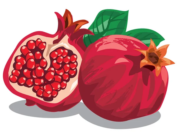 Fresh ripe pomegranates — Stock Vector