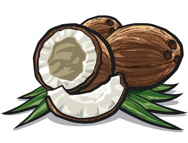 Noci di cocco con foglie — Vettoriale Stock