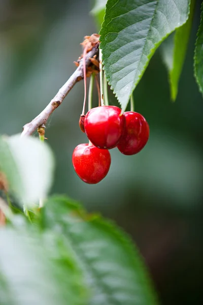 Cereja doce na árvore — Fotografia de Stock