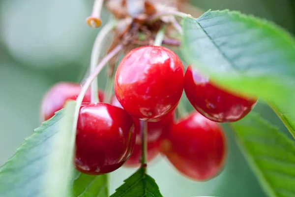 Um bando de cerejas vermelhas — Fotografia de Stock