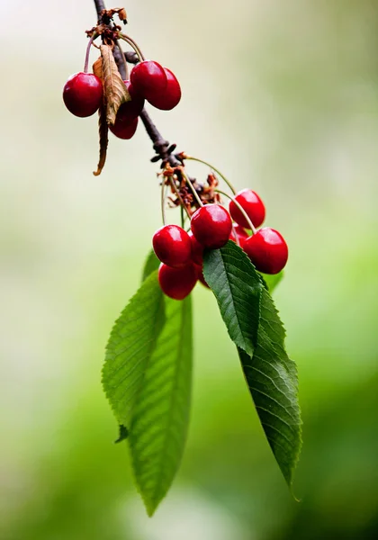 Grapes of cherry on a branch — Stock Photo, Image