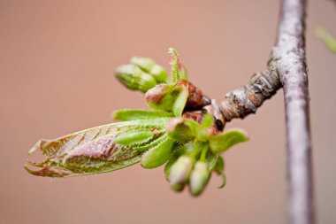 Tomurcukları ve yaprakları ilkbaharda kiraz Şubesi