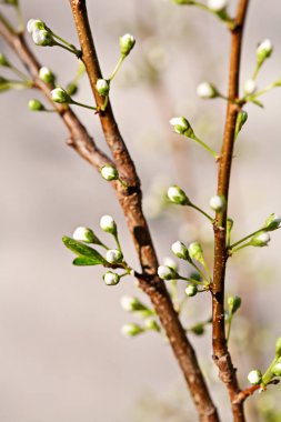 Bir erik çiçek tomurcukları