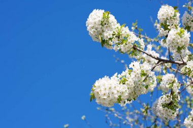 Parlak kiraz çiçeği