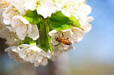 Kiraz çiçekleri Bee