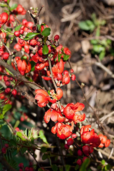 Branch of a flowering quince — Stock Photo, Image