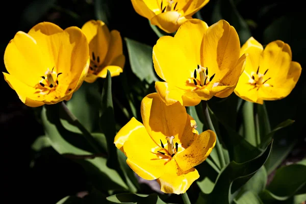 Yellow tulips blossomed in the spring — Stock Photo, Image