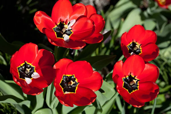 Tulips blossomed in the spring — Stock Photo, Image