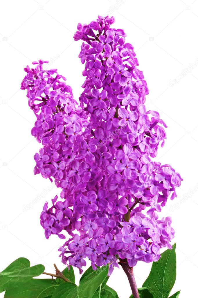 Branch of beautiful purple lilac on white background