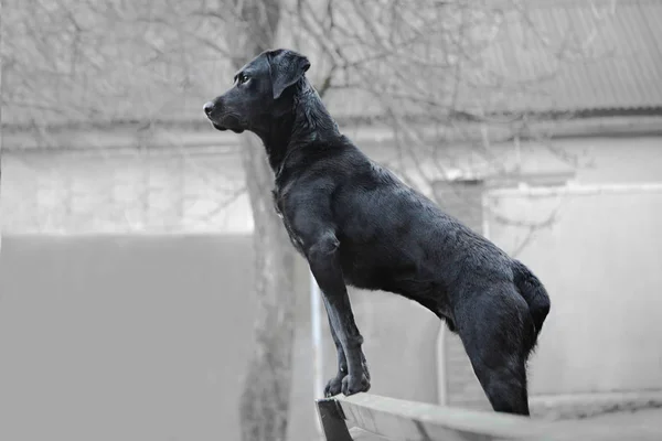 Krásné psí plemeno Kurzkhar stojí na nastavení. — Stock fotografie