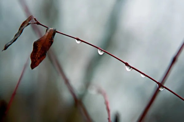 Ветви деревьев в дождевых каплях на сером грустном зимнем фоне природы — стоковое фото