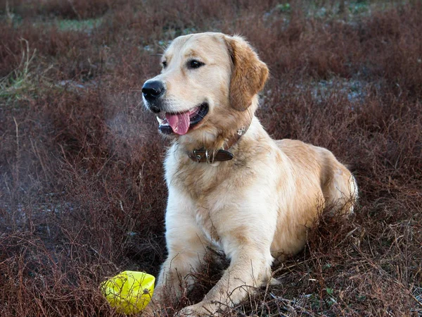 Een jonge Golden Retriever hond ligt met een speeltje. — Stockfoto