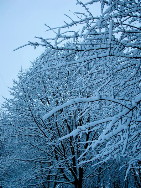 Winter branches of trees after heavy snow, toning. — Stock Photo, Image