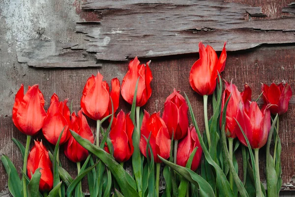Increíbles tulipanes rojos en la madera . —  Fotos de Stock