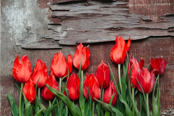 Increíbles tulipanes rojos en la madera . —  Fotos de Stock