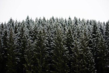 Almanya'da inanılmaz adamlara orman.