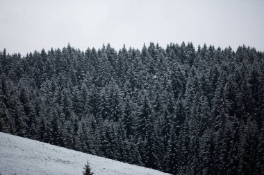 Almanya'da inanılmaz adamlara orman.