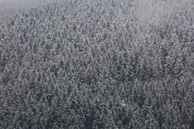 Almanya'da inanılmaz adamlara orman.