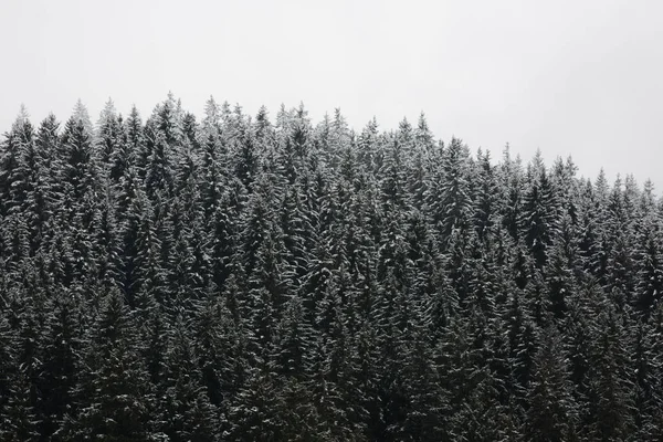 Удивительные Туманные Леса Германии — стоковое фото