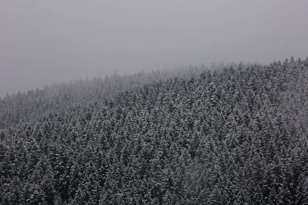 Nebelwald Deutschland — Stockfoto