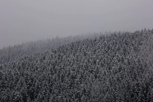 Дивовижні Fogy Лісу Німеччині — стокове фото