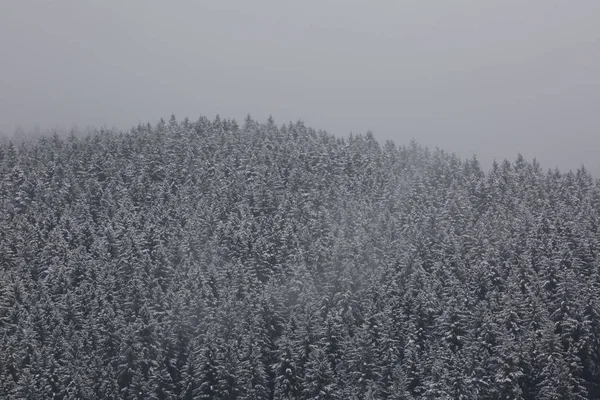 Nebelwald Deutschland — Stockfoto