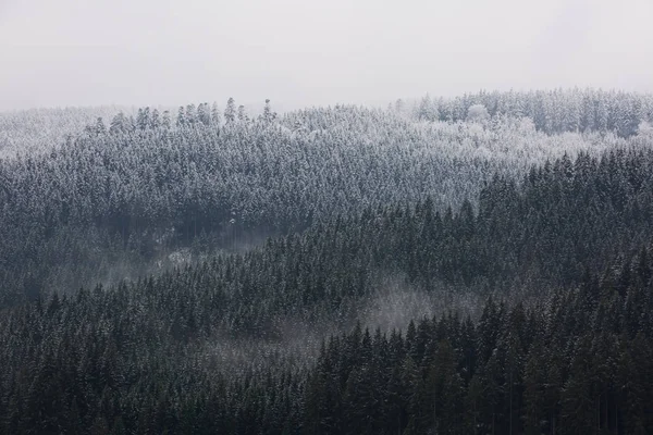 Úžasné Pogy Les Německu — Stock fotografie