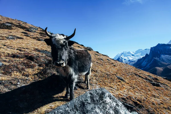Grandes Montagnes Himalaya Népal — Photo