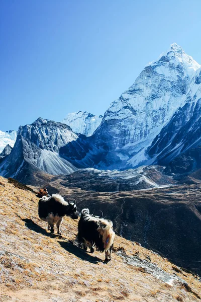 Great Mountains Himalayas Nepal — Stock Photo, Image