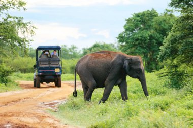 Udawalawe, Sri Lanka - 15 Aralık 2017: Filler açık turist grubunun Udawalawe Milli Parkı'nda-Sri Lanka üzerinde 15 Aralık 2017 tarafından geçiyor